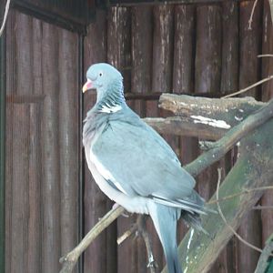 Wood pigeon