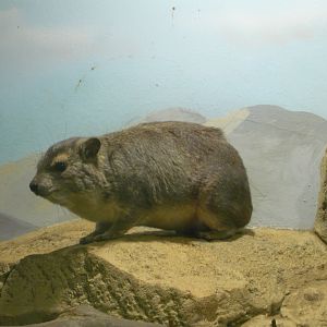 Bush hyrax