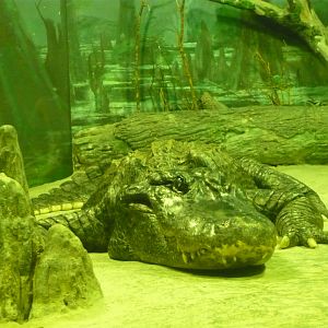 Saturn the alligator