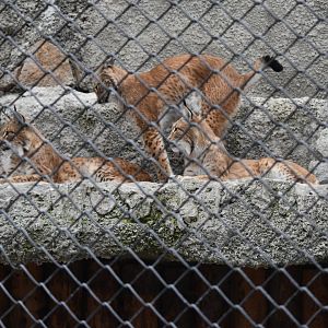 Eurasian lynxes