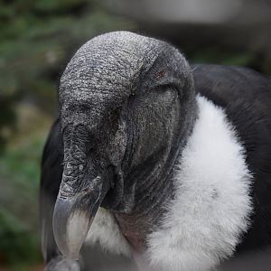One-eyed andean condor