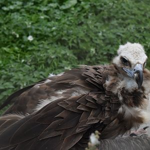Cinereous vulture