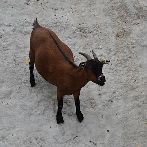 Pygmy goat