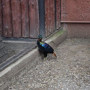 Himalayan monal