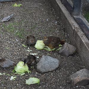 Pheasants and partridges and ducks and cocatiels! Oh my!