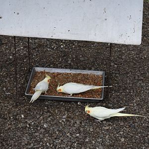Lutino cockatiels