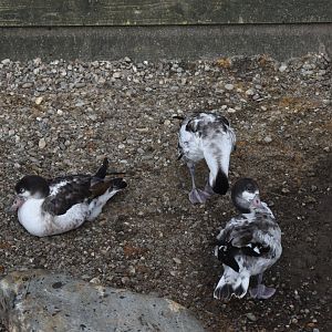 Juvenile common shelducks