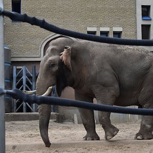 Pamir the Asian elephant
