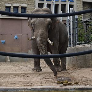 Pamir the Asian elephant