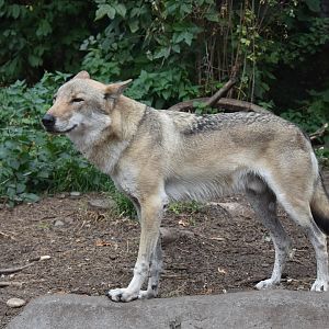 Tarzan the Eurasian grey wolf