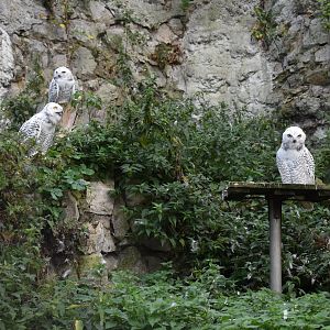 Snowy owls