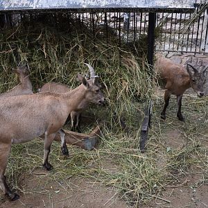 Daghestani turs, females with kids