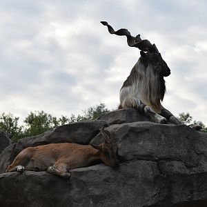 Markhors
