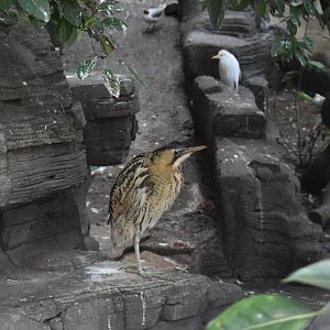 Eurasian bittern