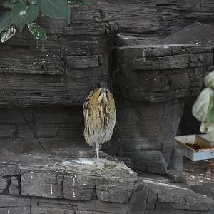Eurasian bittern