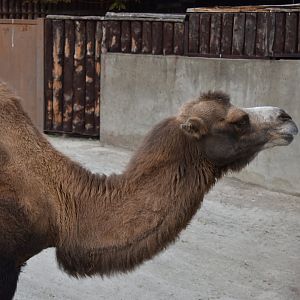 Bactrian camel