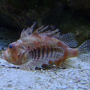 Lionfish sp, AllwetterZoo Münster '22 (Dendrochirus brachypterus?)