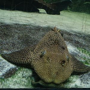 Pleco sp, Allwetter Zoo Münster 2022