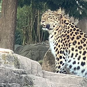 Amur Leopard