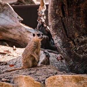 Meercat with baby
