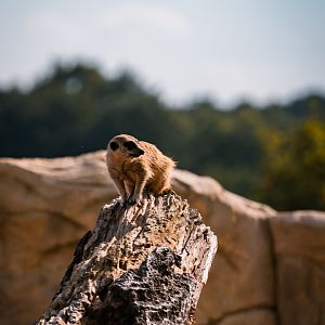 Meercat