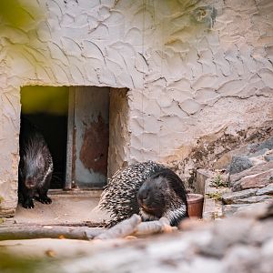 Porcupine