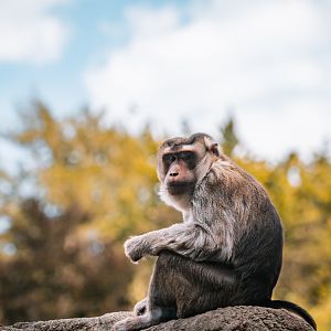 Southern Pig-Tailed Macaque