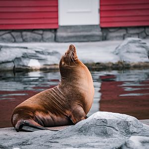 Sealion