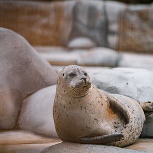 Harbor Seal