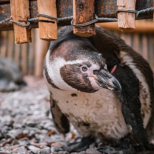 Humboldt Penguin