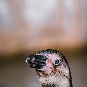 Humboldt Penguin
