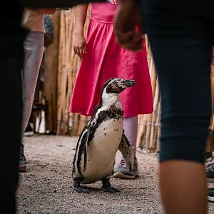Humboldt Penguin