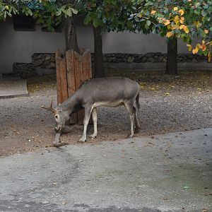 Père David's deer