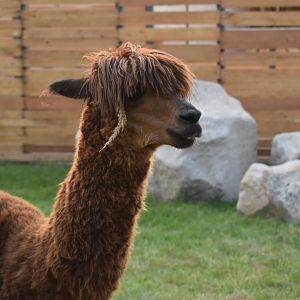 Alpaca
