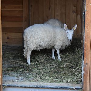 Border Leicester sheep