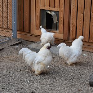 Silkie chickens