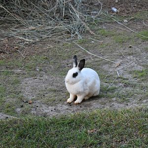 Domestic rabbit