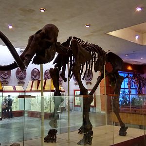 Trofimov's mammoth