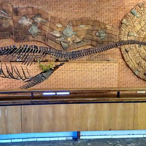 Futabasaurus suzukii