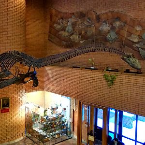 Futabasaurus suzukii