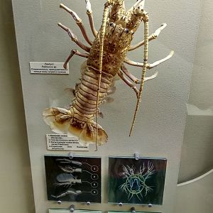 Modern spiny lobster (Palinurus sp.)