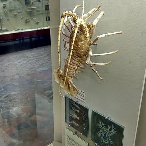 Modern spiny lobster (Palinurus sp.)
