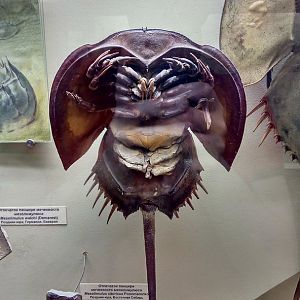 Fossil and modern horseshoe crabs