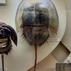 Japanese horseshoe crab (Tachypleus tridentatus)