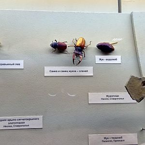 Fossil and modern insects