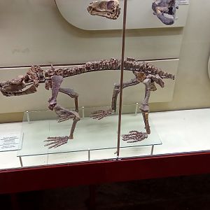 Scylacosuchus orenburgensis skeleton