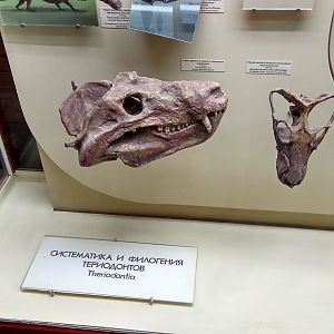 Cynognathus sp. and Annatherapsidus petri skulls