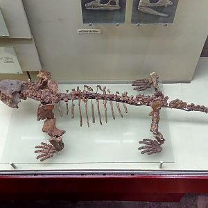 Ennatosaurus tecton skeleton