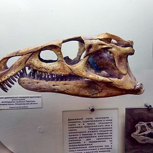 Archosaurus rossicus skull (model)