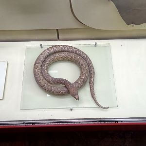 Cuban boa